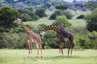 Masai giraffes (Giraffa camelopardalis tippelskirchi), animal pair