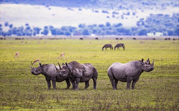 Black rhinoceroses (Diceros bicornis), Ngorongoro Crater