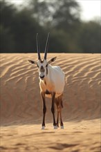 Arabian oryx (oryx leucoryx) on a sand dune in the desert, Dubai