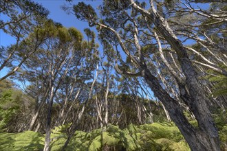 Kanuka Trees and tree fern (Cyathea medullaris), Abel Tasman Coastal Track