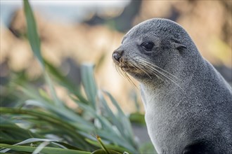 Young animal, New Zealand fur seal (Arctocephalus forsteri)