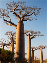 Grandidier's Baobabs (Adansonia grandidieri), Avenue near Morondava