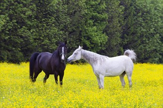 Black horse and white horse in a meadow, buttercup (Ranunculus sp.)