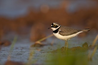 Little ringed plover (Charadrius dubius) stands in shallow water, Rhineland-Palatinate