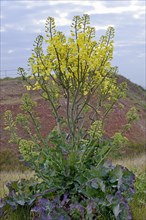 Wild cabbage (Brassica oleracea) in flower, endemic