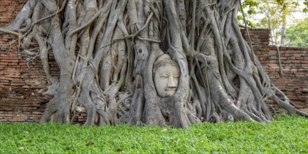 Head of a Buddha statue, grown in roots