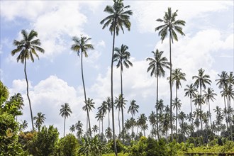 Coconut palms (Cocos nucifera), Kichwele Forest