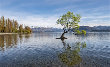 Single tree stands in water, Wanaka Lake