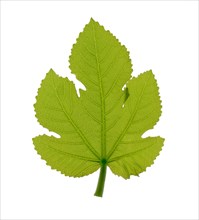 Green ficus leaf, (Ficus)
