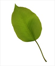 Common Lilac, leaf (Syringa vulgaris)