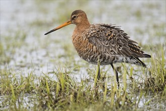 Black-tailed godwit (Limosa limosa), in shallow water