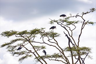 Marabou storks (Leptoptilos crumeniferus) standing in a gnarled tree, Serengeti National Park