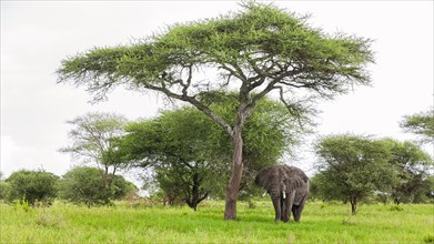 Elephant (Loxodonta africana) under umbrella acacia (Albizia julibrissin), Tarangire National Park