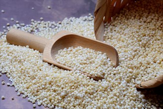 Millet, millet grains with wooden shovel