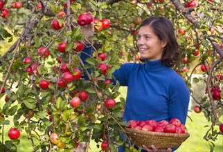 Young woman harvesting apples, 24 years