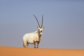 Arabian oryx (oryx leucoryx) stands on a sand dune in the desert, Dubai