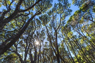 Kanuka Trees in Abel Tasman National Park, Abel Tasman Coastal Track