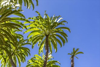 Madagascar Palm (Pachypodium lamerei), Sakalava Beach