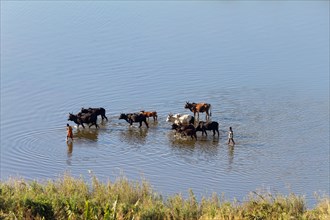 Cattle and herdsmen walking in water, Lake Itasy