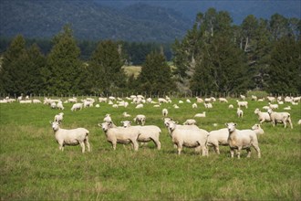 Flock of sheep on green pasture, trees in the back