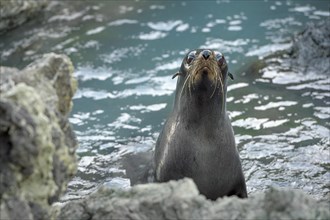 New Zealand fur seal (Arctocephalus forsteri) on rocky coast, Cape Palliser