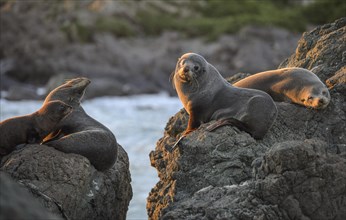 New Zealand fur sealen (Arctocephalus forsteri), young animals of a colony lying on rocks