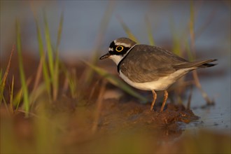 Little ringed plover (Charadrius dubius) is located on the bank area, Rhineland-Palatinate