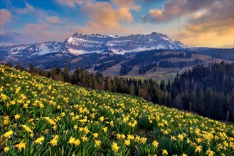 Daffodils (Narcissus) in bloom in front of Berg Hohgant in the evening, Schangnau