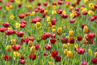 Garden meadow with red, yellow Tulips (Tulipa) and Daffodils (Narcissus)