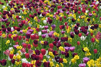Garden meadow with colourful Tulips (Tulipa) and Daffodils (Narcissus), North Rhine-Westphalia
