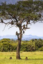 Herd Yellow baboons (Papio cynocephalus) sitting in a tree, Serengeti National Park