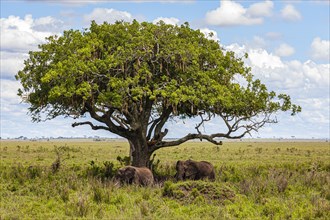 African elephants (Loxodonta africana) in the shade under a Kigelia (Kigelia africana), Serengeti National Park