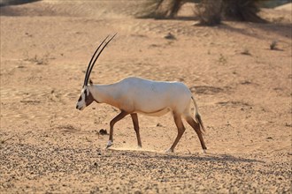 Arabian oryx (oryx leucoryx) runs in dusty desert, Dubai