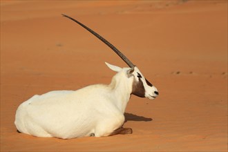 Arabian oryx (oryx leucoryx) is located on a sand dune in the desert, Dubai