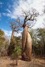 Baobabs in love, Fony Baobab (Adansonia rubrostipa)