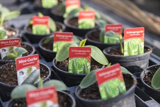 Seedlings, vegetable plants for release