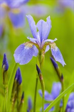 German Lily Hybrid (Iris germanica x hybrid), flower