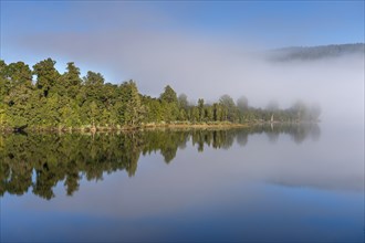 Subtropical forest under blue sky with fog, reflected in the Okarito Lagoon