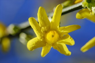 Flower of winter jasmine (Jasminum nudiflorum), garden plant