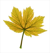 maple leaf with pronounced veins, Maple (Acer)