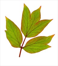 Tree peony leaf (Paeonia suffruticosa), France