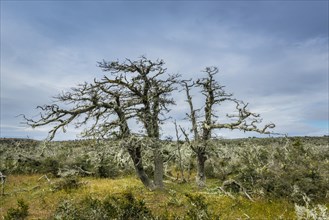 Wind-formed Antarctic Beeches (Nothofagus antarctica) covered with lichen, in the Pampas