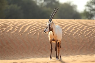 Arabian oryx (oryx leucoryx) on a sand dune in the desert, Dubai