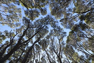 Kanuka Trees in Abel Tasman National Park, Abel Tasman Coastal Track