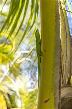 Madagascar giant day gecko (Phelsuma madagascariensis) climbing palm tree, Oronjia Sanctuary