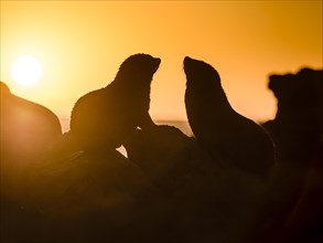 Silhouette of two New Zealand fur seals in backlight at sunset, ear seals