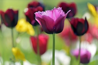 Violet Tulip (Tulipa), blurred colorful in the background