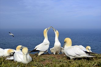 Northern gannet (Morus bassanus), mating pair in the breeding colony