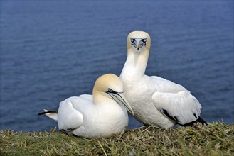 Northern gannet pair (Morus bassanus), Heligoland