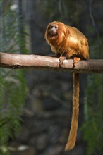 Golden lion tamarin (Leontopithecus rosalia) sitting on branch, captive
